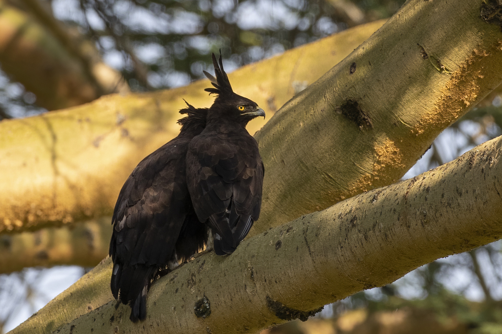 Long-crested Eagle